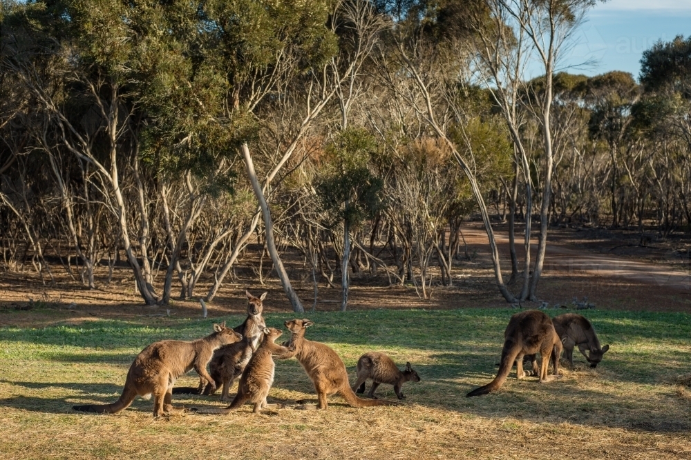 Mob of kangaroos on grassy bushland - Australian Stock Image