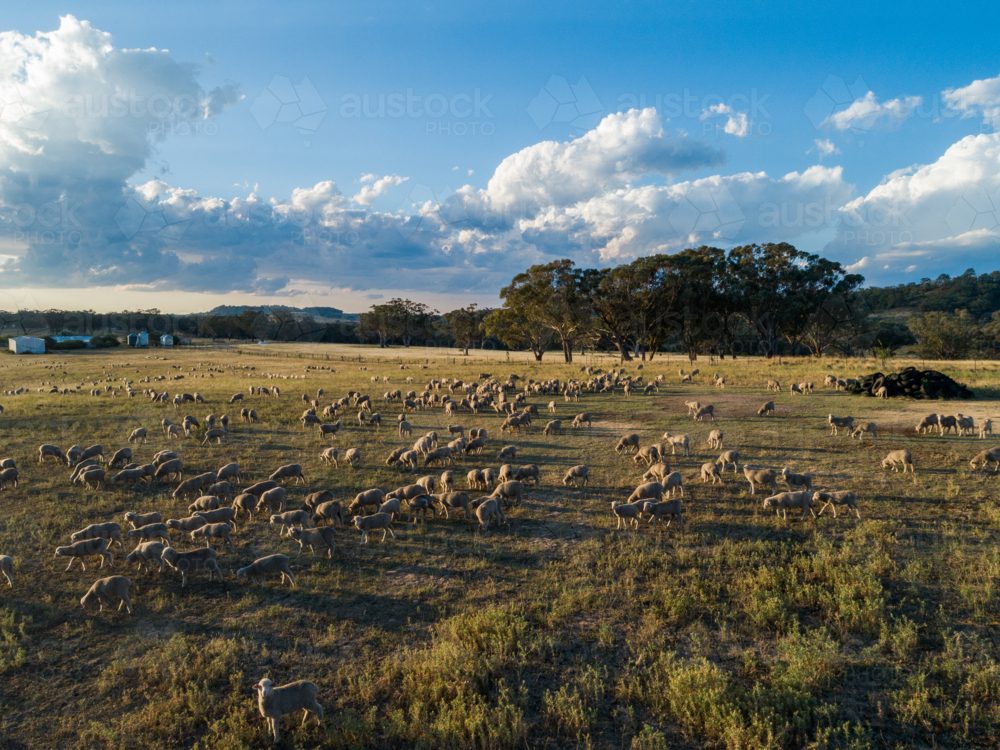 Fram Paddock Image of Mob of merino sheep grazing in farm paddock with shearing ...