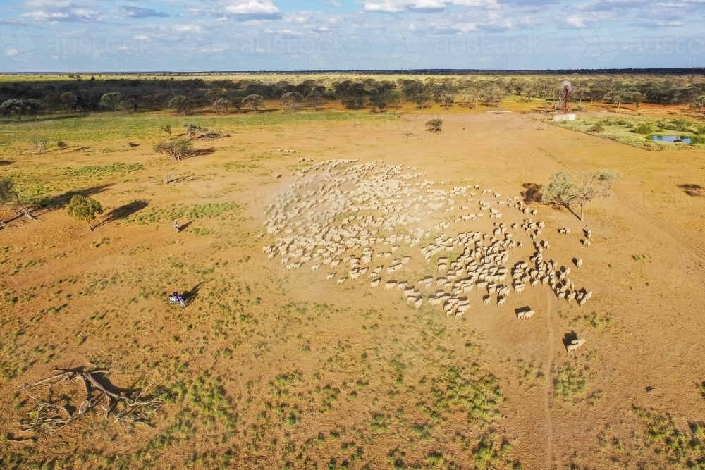 Mob of merino sheep in a circle in paddock - Australian Stock Image