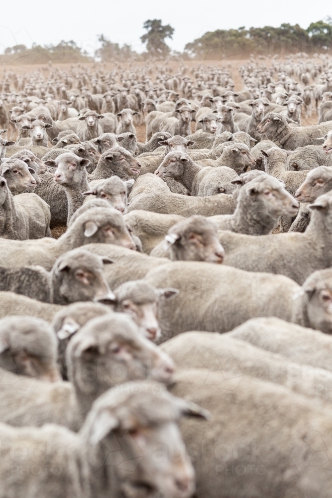 Mob of merino sheep in a paddock - Australian Stock Image