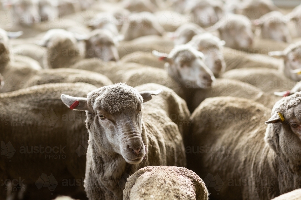 Mob of merino sheep in yards - Australian Stock Image