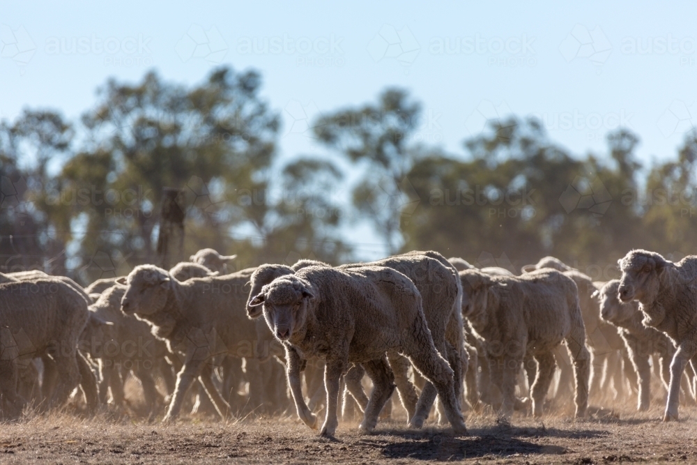 Mob of merino sheep with dry grass - Australian Stock Image