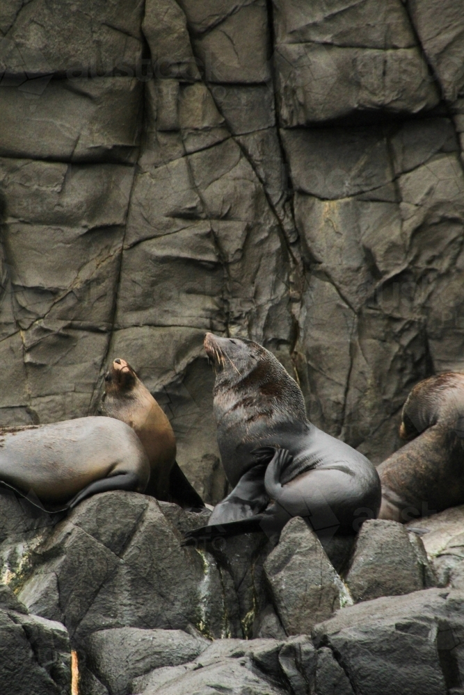 Mob of seals sunning on cliffs - Australian Stock Image