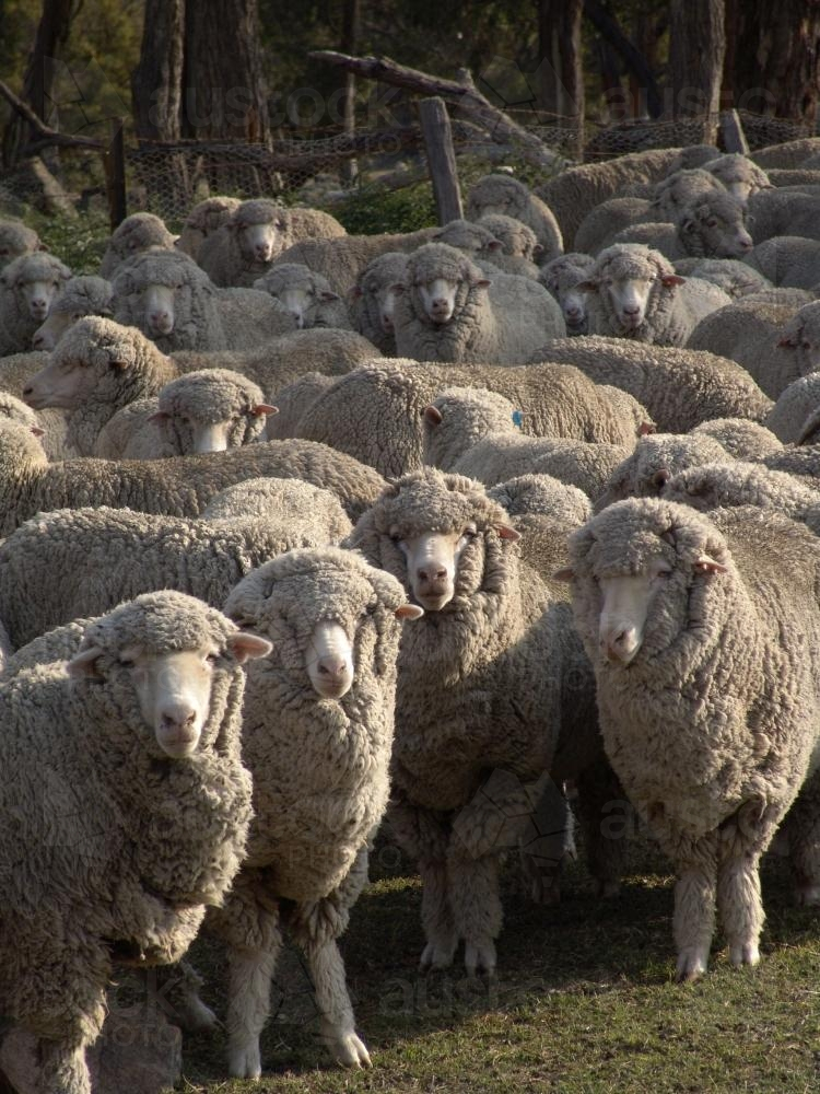 Mob of sheep gathered in a field - Australian Stock Image