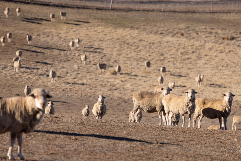 Mob of sheep grazing on dry land in a drought - Australian Stock Image