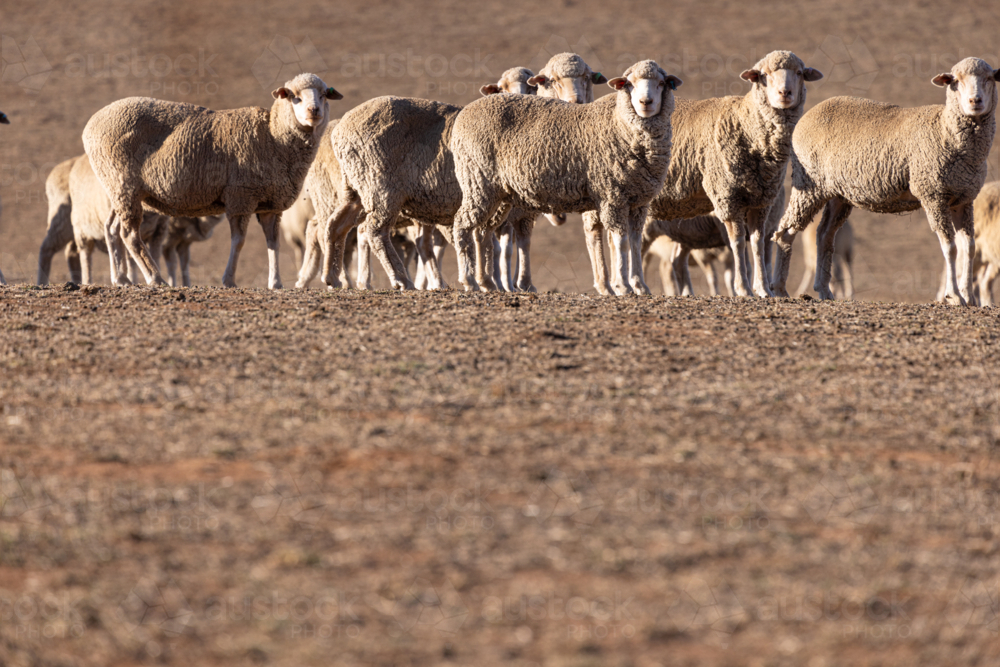 Mob of sheep grazing on dry land in a drought - Australian Stock Image