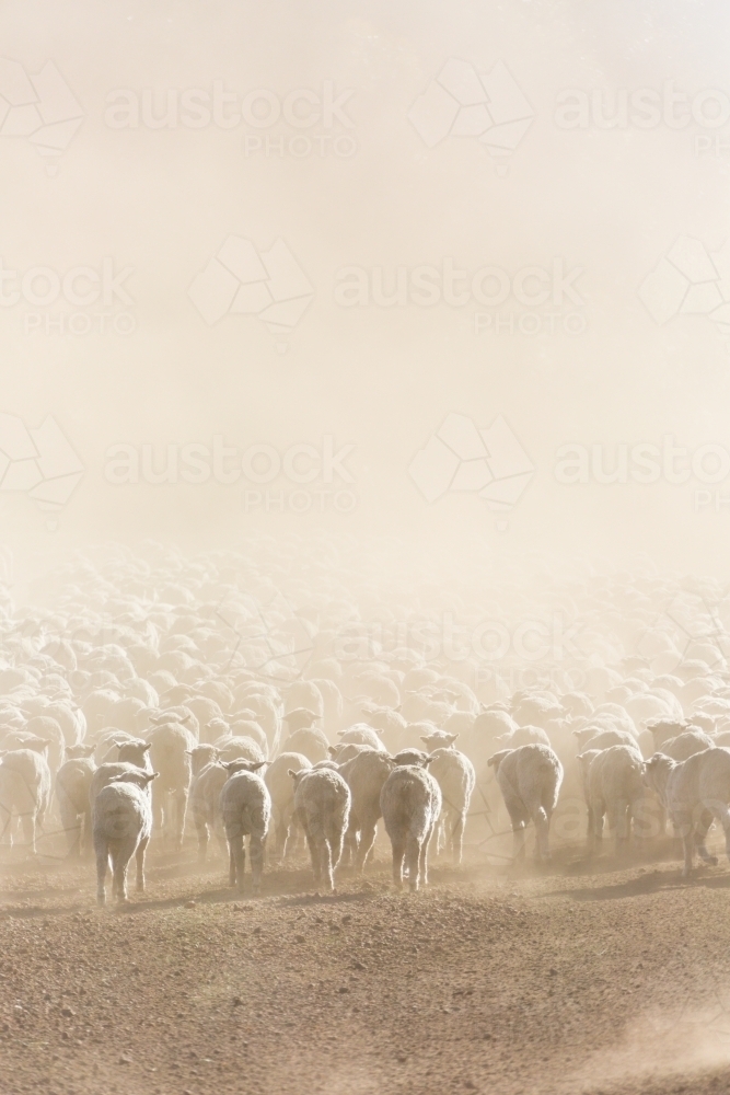 Mob of sheep in dust from behind - Australian Stock Image