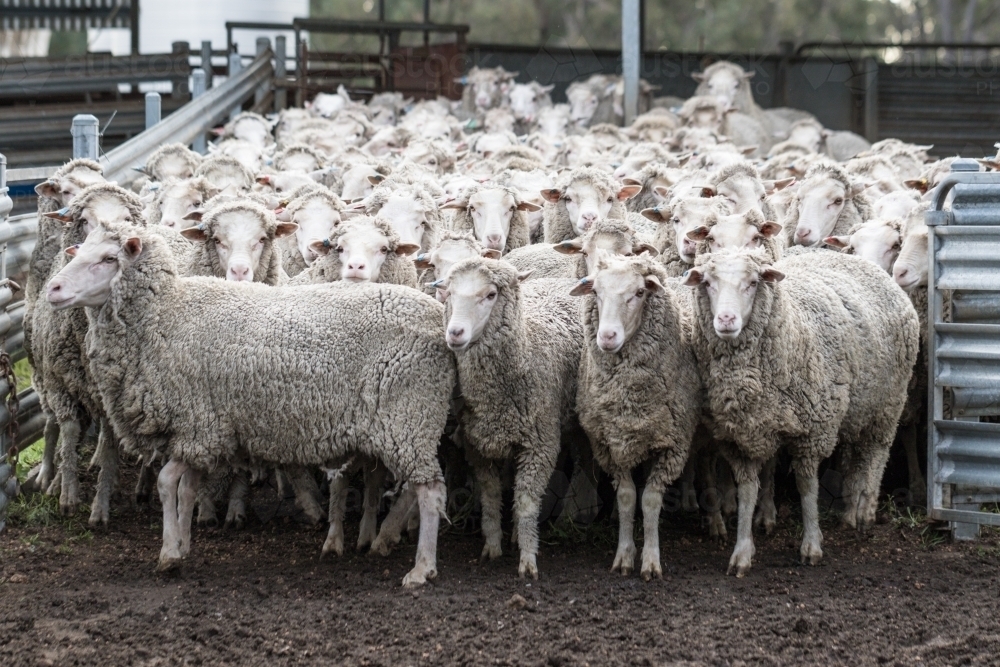 Image of Mob of sheep in yard Austockphoto