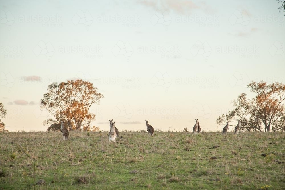 Mob of small grey kangaroos in a paddock - Australian Stock Image