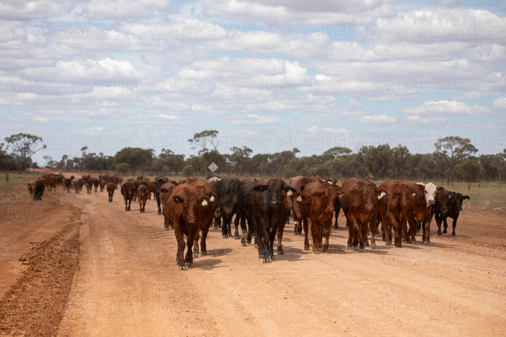 Mob of young cattle walking along a dirt road - Australian Stock Image