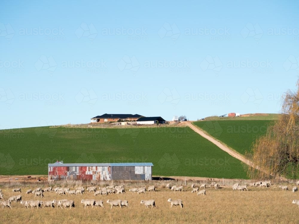 Modern house on ridge with green paddock, shed and sheep - Australian Stock Image