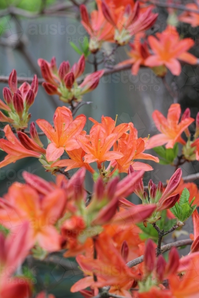 Mollis azalea shrub in spring - Australian Stock Image