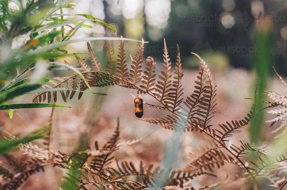 Monarch Caterpillar Cocoon - Australian Stock Image