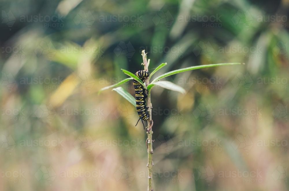 Monarch caterpillar feeding on leaves - Australian Stock Image
