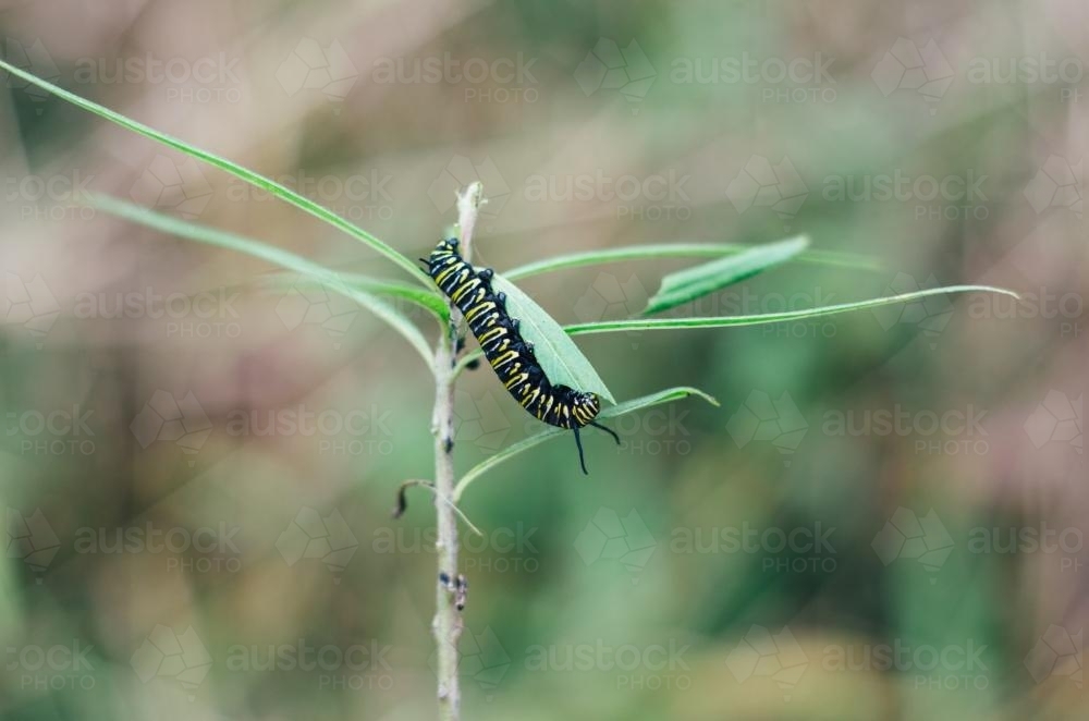 Monarch caterpillars feeding on leaves - Australian Stock Image