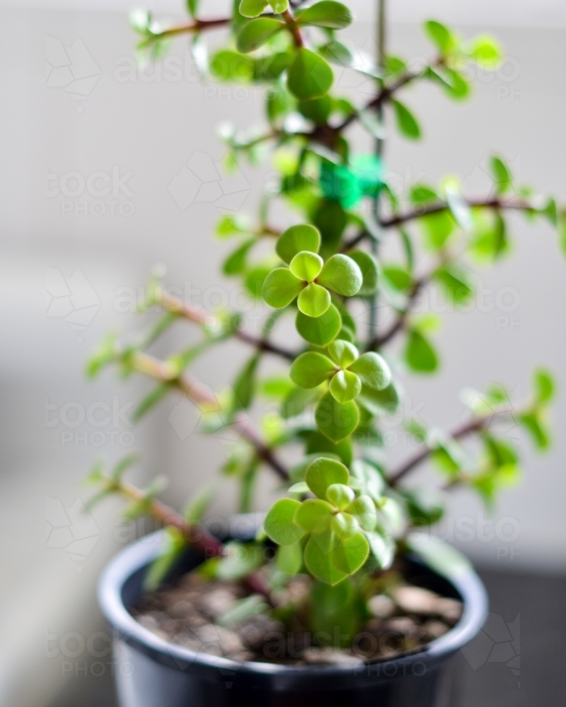 Money plant in a black pot inside - Australian Stock Image