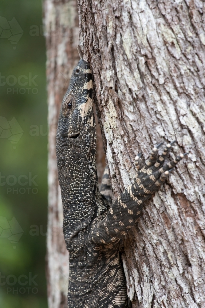 Monitor lizard crawling up a tree - Australian Stock Image