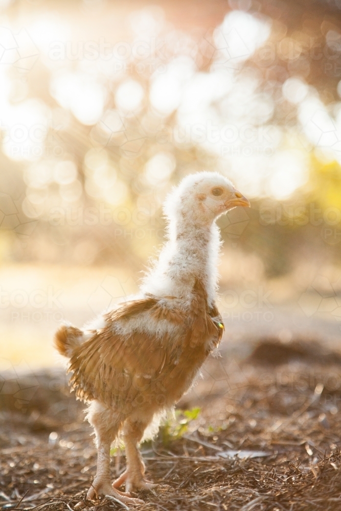 Month old chicken free range in the afternoon light - Australian Stock Image