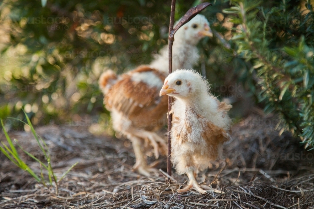 Month old chicks free range in the afternoon light - Australian Stock Image