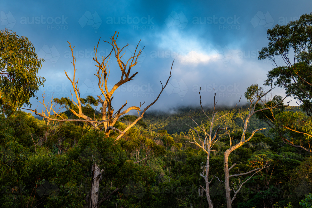 Montserrat Lookout, Mount Barney National Park - Australian Stock Image