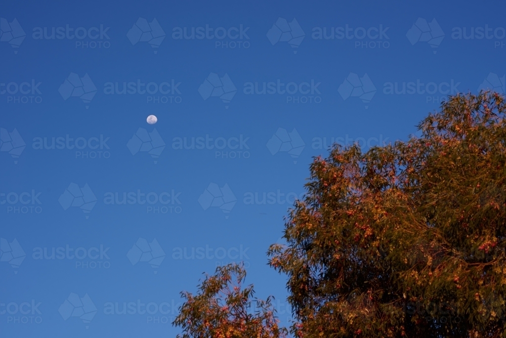 Moon in the sky above a eucalyptus tree - Australian Stock Image