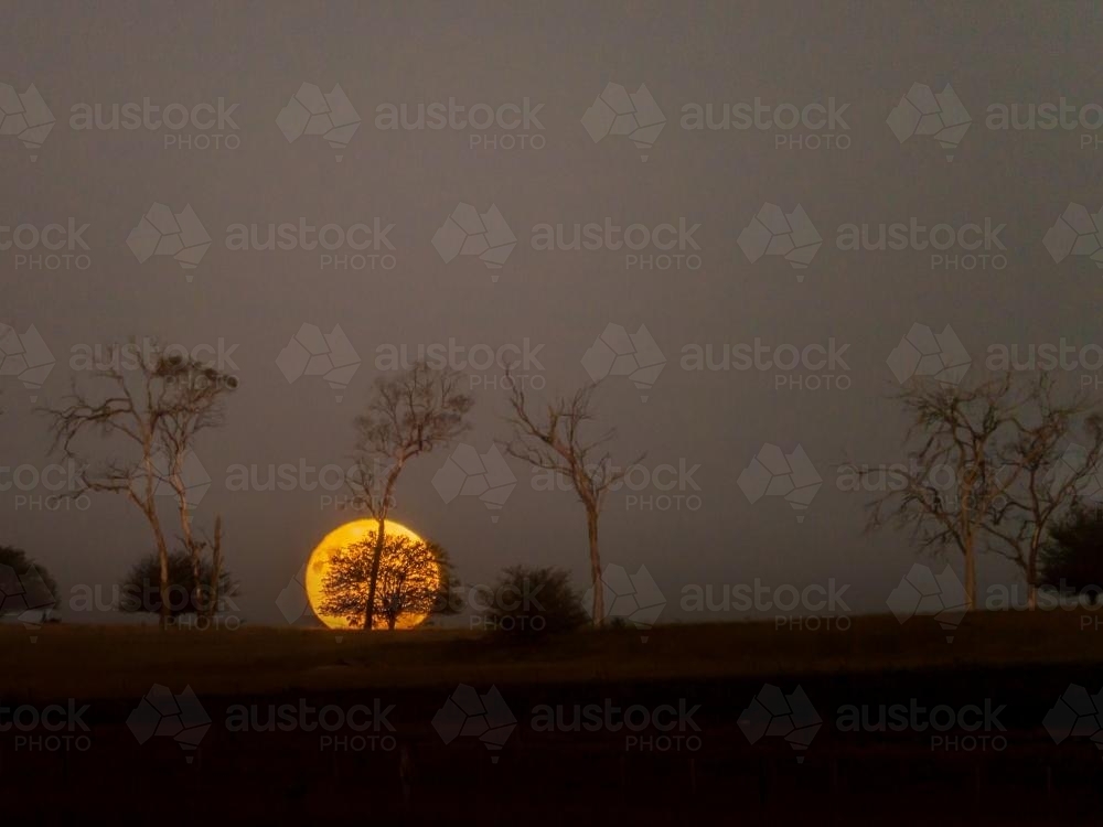 Moon rising through trees - Australian Stock Image