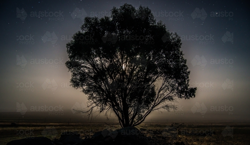 Moonlit tree silhouette - Australian Stock Image