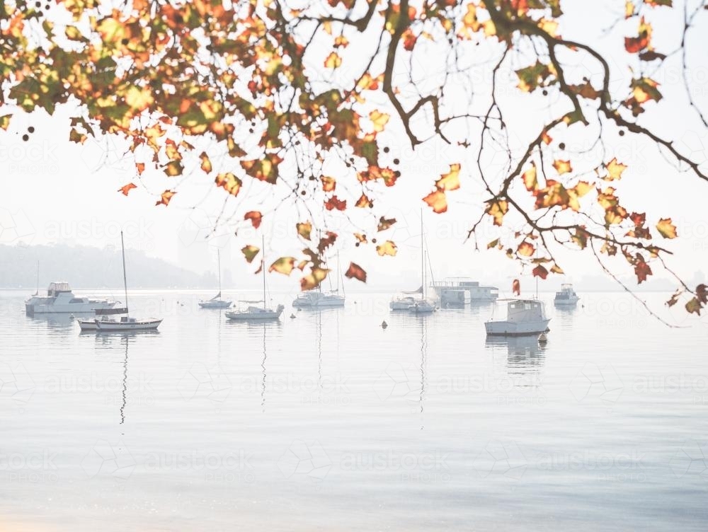 Moored boats on calm water with autumn leaves in foreground - Australian Stock Image