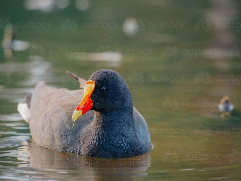 Moorhen on pond - Australian Stock Image