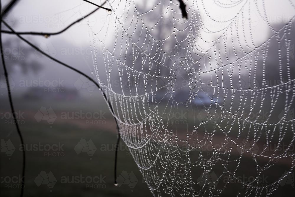 Morning dew clinging to a spiderweb - Australian Stock Image