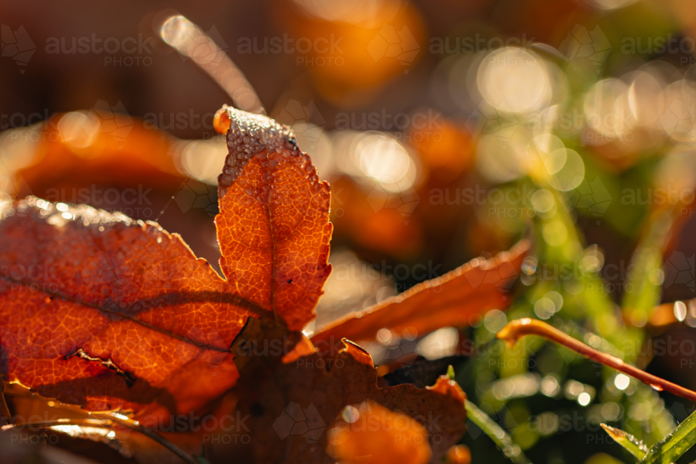 Morning dew drop on fallen liquidambar leaf on the ground in autumn - Australian Stock Image