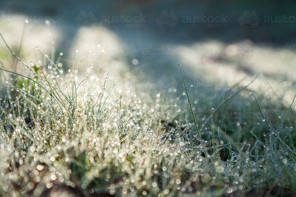 Morning dew droplets on young plants growing - Australian Stock Image