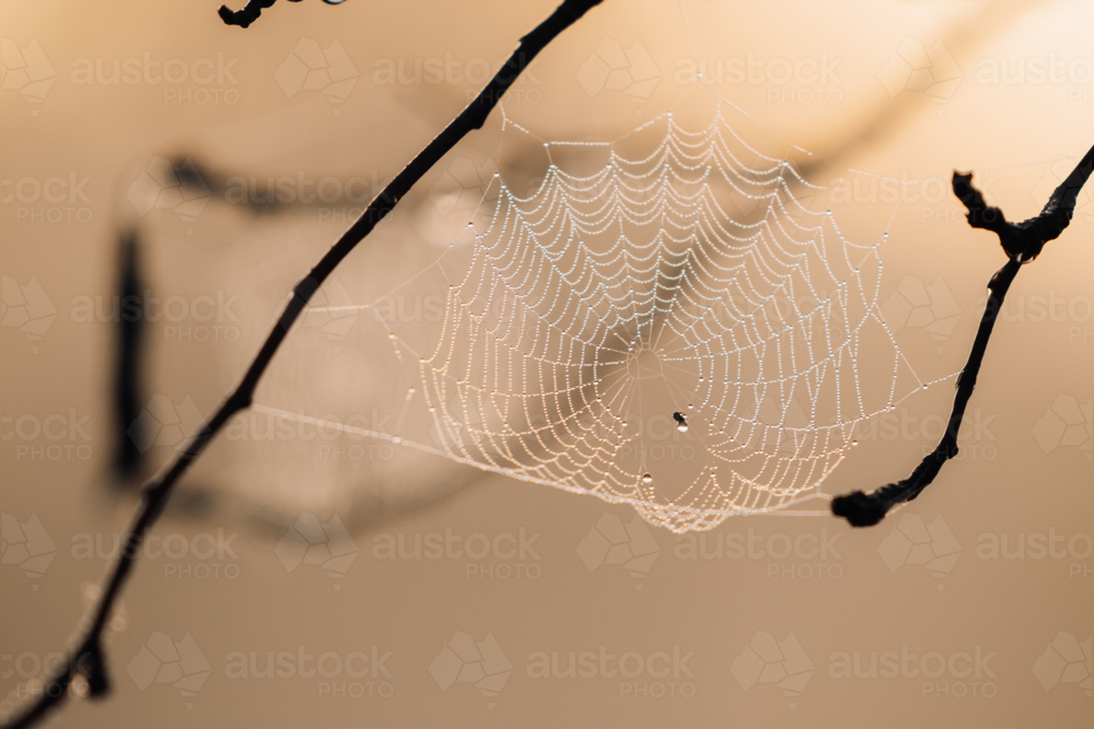 Morning dew drops caught in intricate spider web - Australian Stock Image