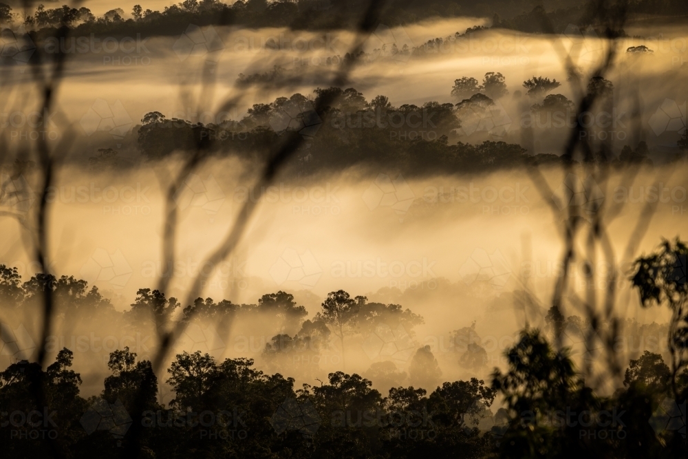 Morning fog and trees - Australian Stock Image