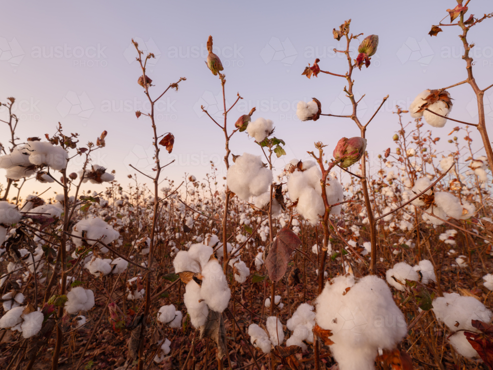 Morning in cotton field, NT agriculture : Austockphoto Morning in cotton field, NT agriculture - Australian Stock Image