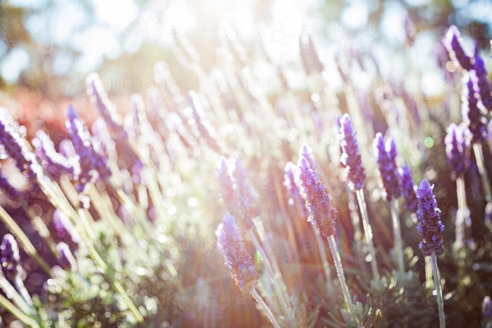 Morning light backlighting purple lavender bush in garden - Australian Stock Image