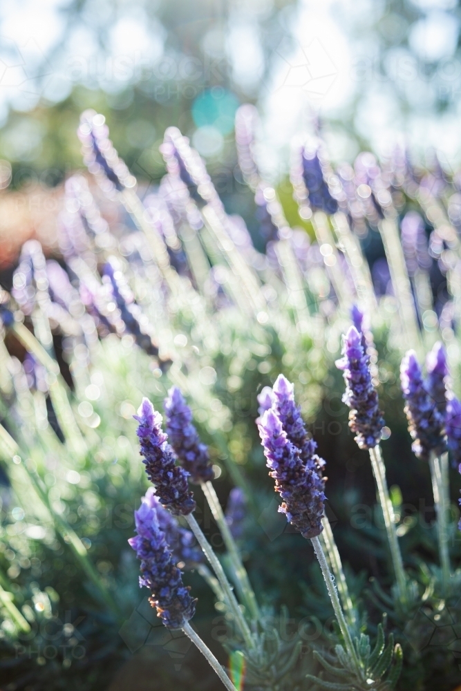 Morning light backlighting purple lavender bush in garden - Australian Stock Image