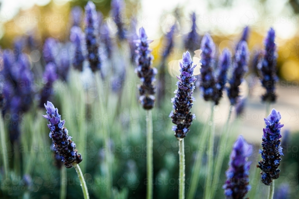 Morning light backlighting purple lavender bush in garden - Australian Stock Image