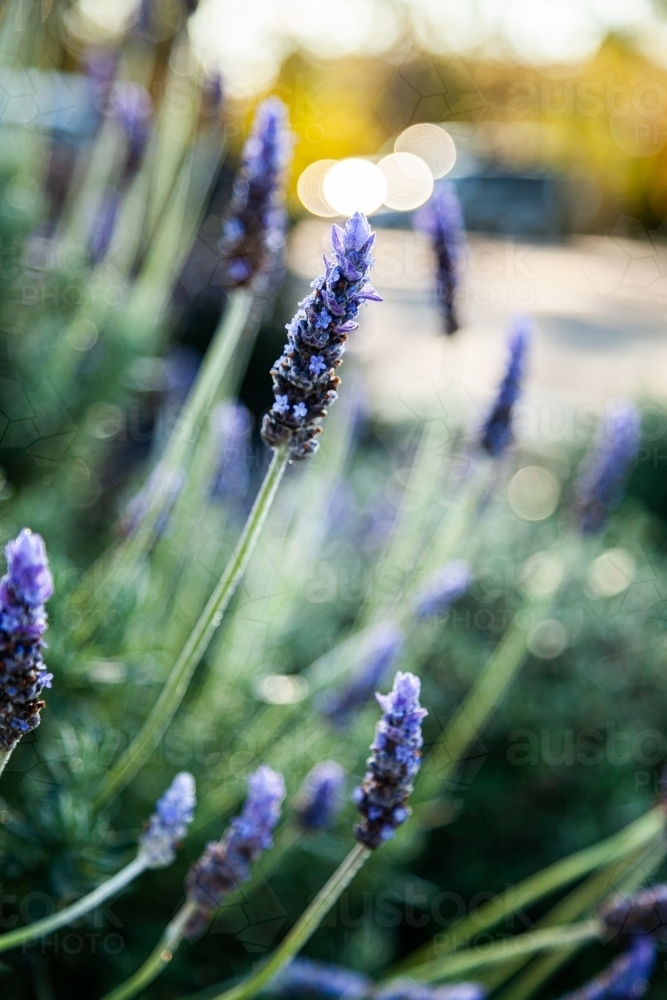 Morning light backlighting purple lavender bush in garden - Australian Stock Image
