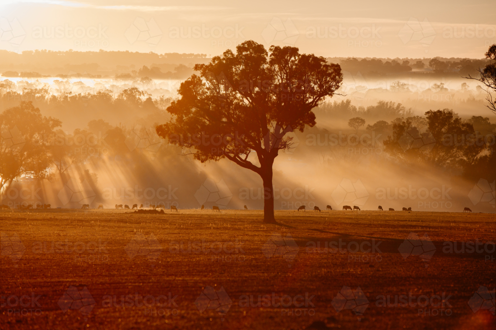 morning light illuminates sheep and trees in paddock - Australian Stock Image