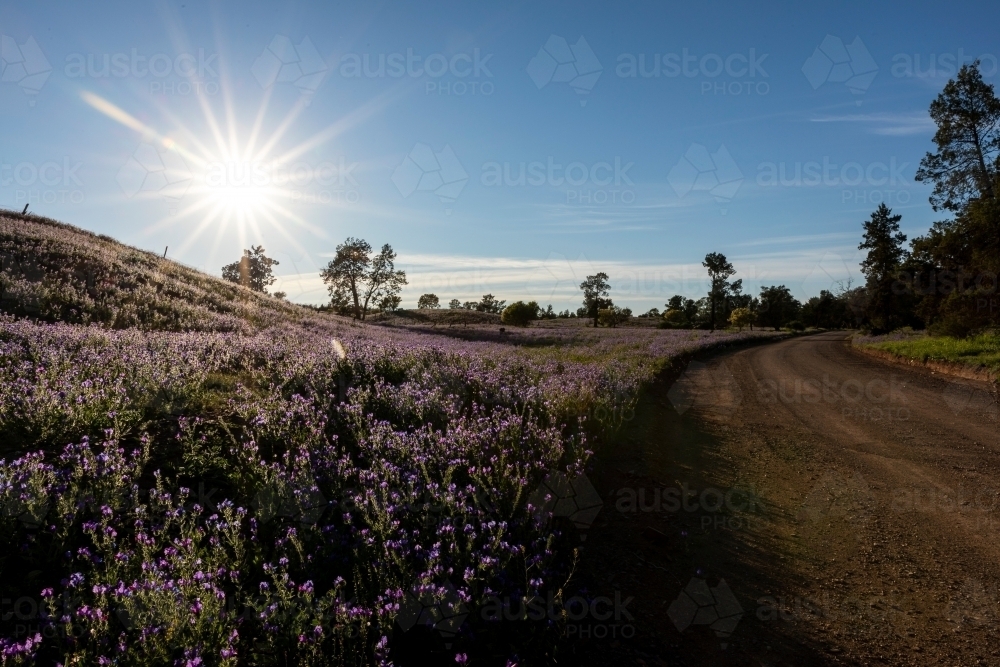 morning light on purple flowers near dirt road - Australian Stock Image