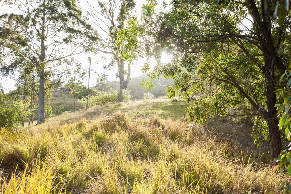 Morning light over bushland grasses and gum trees - Australian Stock Image