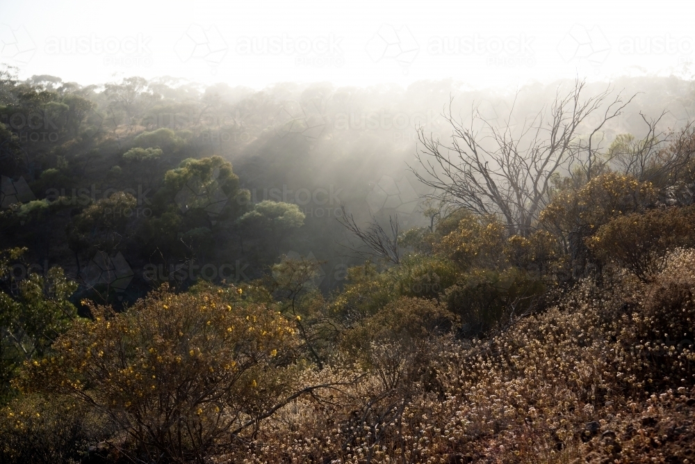 Morning mist through trees at Coalseam Conservation Park - Australian Stock Image