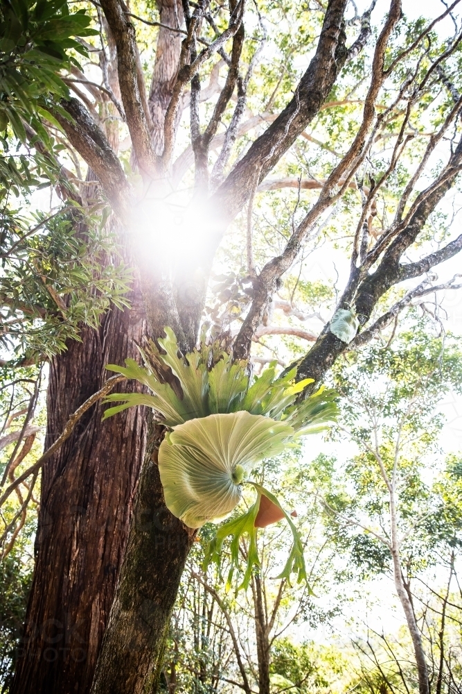 morning sun shining through an old tree with a staghorn fern - Australian Stock Image