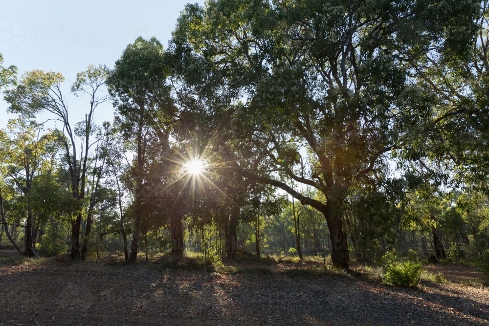 Morning  sun shining through gum trees - Australian Stock Image