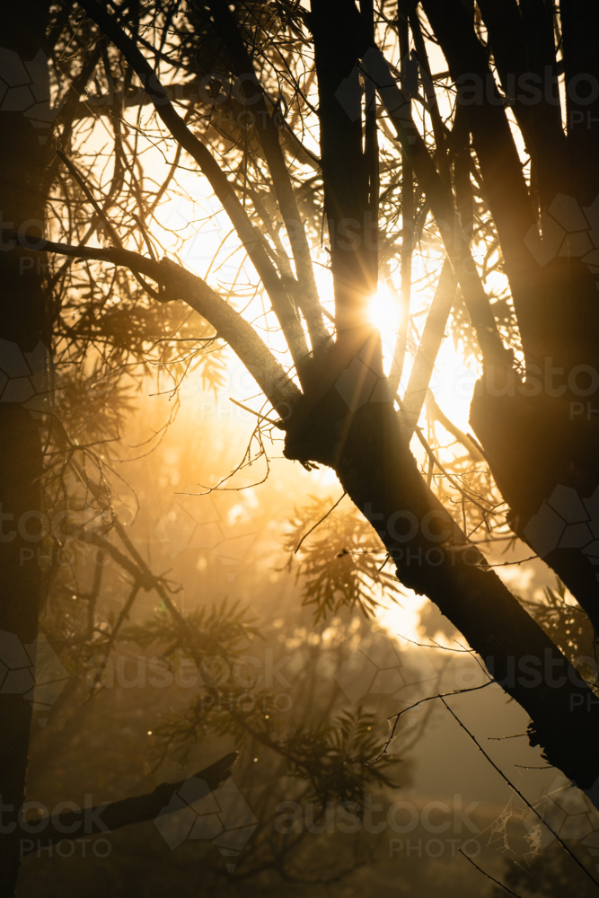 Morning sunlight filters through the branches of trees in rural New South Wales, making soft haze - Australian Stock Image