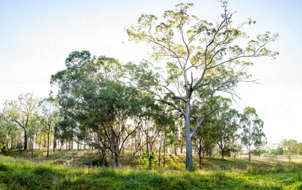 morning sunlight in bushland area with gum trees and long grass, beautiful everyday aussie scenery - Australian Stock Image