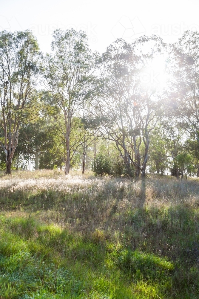 morning sunlight in bushland area with gum trees and long grass, beautiful everyday aussie scenery - Australian Stock Image