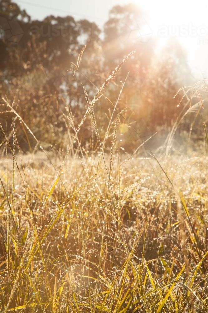 Morning sunlight shining gold on wet grass - Australian Stock Image