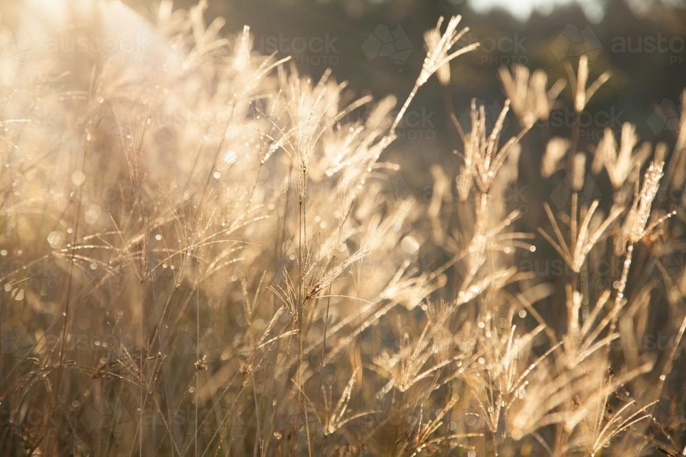 Morning sunlight shining off dew and grass - Australian Stock Image